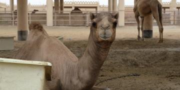 Bahrain Fort, Barbar Temple, Dilmun Temple, Royal Camel Farm, Dilmun Burial Mounds